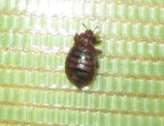 トコジラミ 南京虫 の駆除 防除